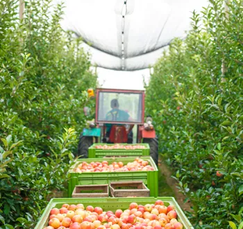 Digital Transformation of the Agricultural Supply Chain